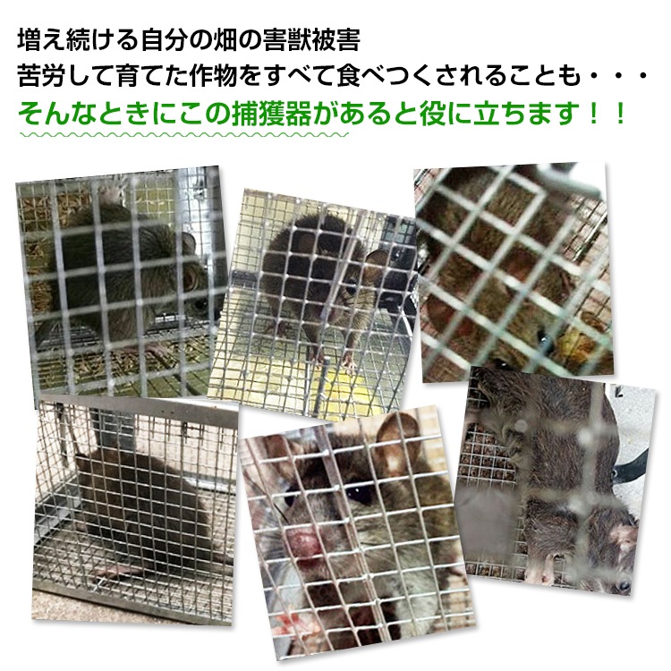 捕獲器 踏み板式 折りたたみ収納 ガード付き 害獣駆除 害獣対策 庭 畑 農業 家庭菜園   pt060-s